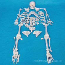 High Quality Human Skeleton Model for Medical Teaching (R020104)